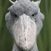 Carolyn Dippel's photo