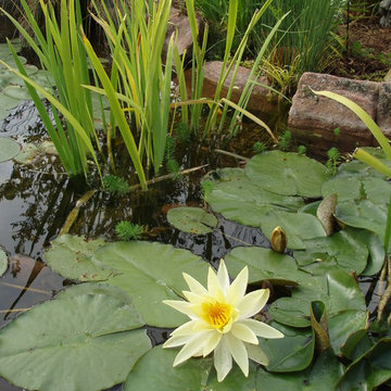 Beautiful Garden and Pond in Wesminster