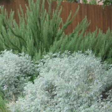 Plants for North Texas