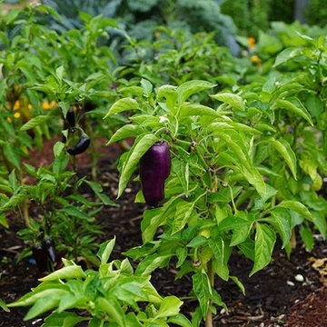 Purple Peppers