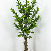 Artificial Botanical Lemon Tree, Green 82''H