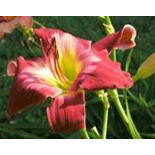 Paula Duling's photo