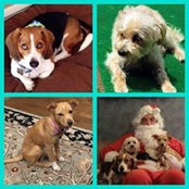 Jami Sharfman's photo