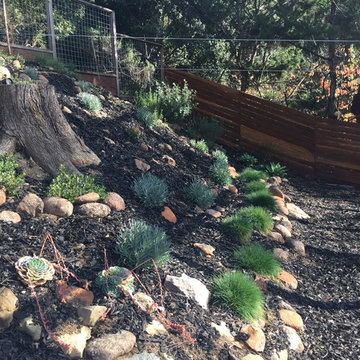 Low Maintenance Oakland Native Habitat