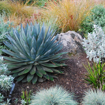 Boulders and a specimen Agave 'Blue Glow' anchor a berm planted with low-water g