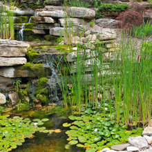 ponds