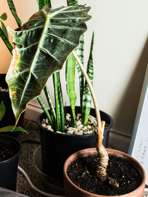 Need help identifying this plant