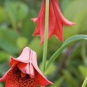 Helen Stephens's photo