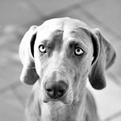 Karen Adjmi's photo