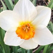Donna Lewis's photo