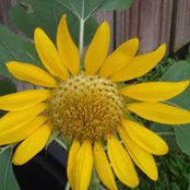Sundra White's photo
