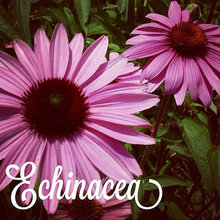 A Gardener's Notebook with Douglas E. Welch