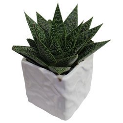 Contemporary Plants Gasteria 'Flow'. - 4" Cactus and Succulents in Ceramic Pot