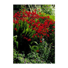 Perennial Garden