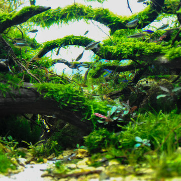 The Creek of Desire