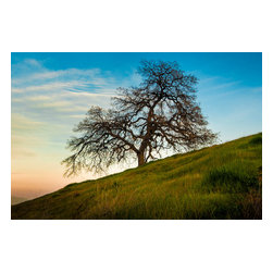 Douglas Page Photographic Arts - Great Oak3,  Canvas Giclee, 12" X 8" - Prints And Posters