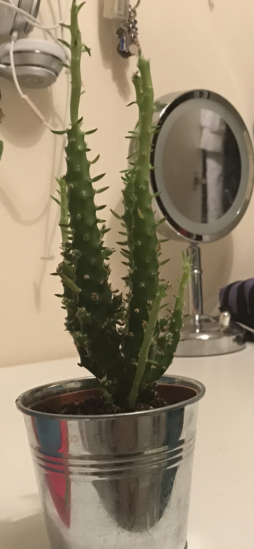 Need To Identify My Succulent Cacti