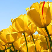Tillie Smith's photo