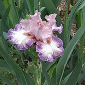 Dara Bahlmann's photo