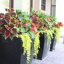 planters