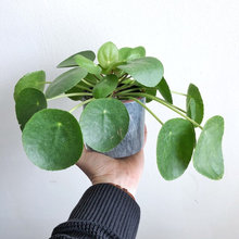 plants