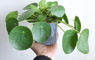 The Next Big Thing in Indoor Plants is...
