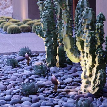 Contemporary Cactus Garden
