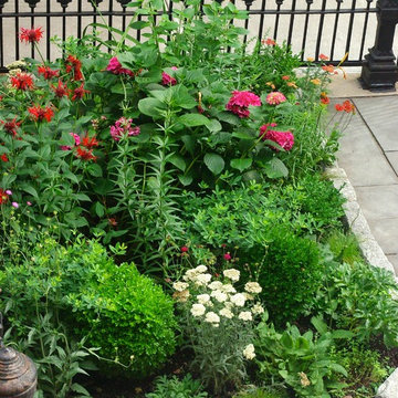 Carroll Gardens, Brooklyn Front Garden II