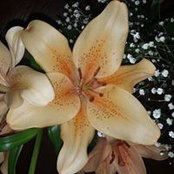Stephanie Scerri's photo