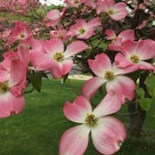 Leslie Glick's photo