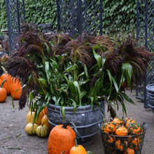 garden blogs