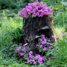 tree stump