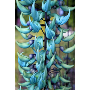 Blue Jade Plant; Hawaii  United States Of America Print