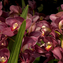 L’Abc delle Orchidee: i Cymbidium Abbelliscono Interni ed Esterni