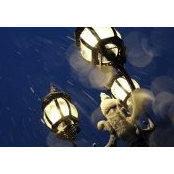 Michelle Walsh's photo
