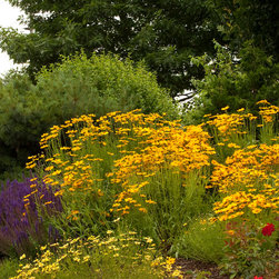Flying Saucers Tickseed - Plants