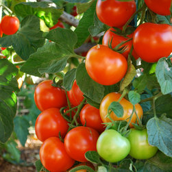 Sweet Cluster Tomatoes - Artwork