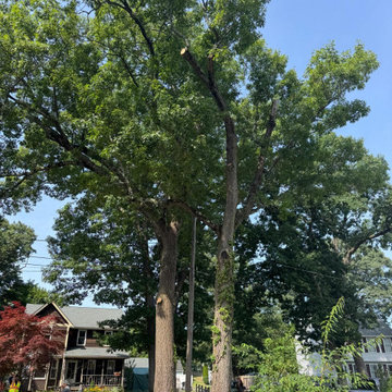 Professional Tree Climbing, Trimming, and Removal Work