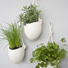 plantes