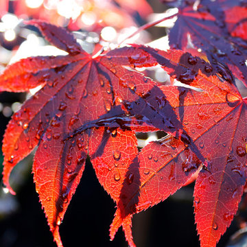 Japanese Maple