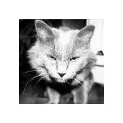 Georgi Barbus's photo