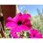 Mary Harrison's photo