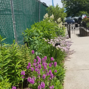 Pollinator Garden