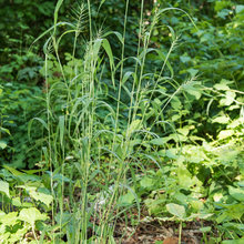 Plants