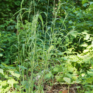 Great Design Plant: Elymus hystrix