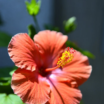 Summer Roofdeck Planting