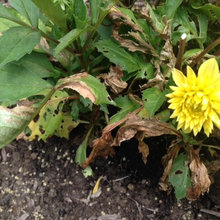 Help With Dahlias