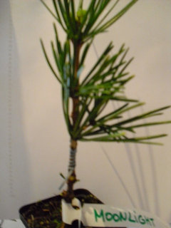 Sciadopitys Grafts | Houzz Forum