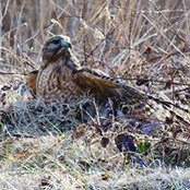 Deb Swaney-Jones's photo