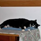 Foto von Carole Lint